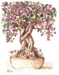 ciliegiorivisto.jpg (153752 byte)