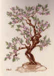 fiori rosa.jpg (170353 byte)