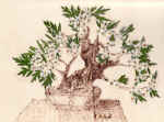 serenit.jpg (218770 byte)