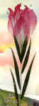 Iris.jpg (62246 byte)