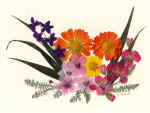 Primavera.jpg (116003 byte)