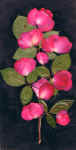 ramodirose2.jpg (76150 byte)