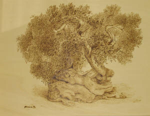 Accoccolarsi - cm. 65x51