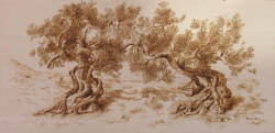 Attrazione  Vitale - coll. privata - Brisighella (RA)