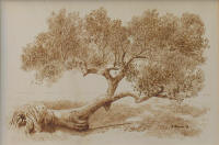 Cervo Accovacciato - cm 61x41