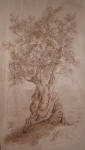 Conforto - cm. 70x115