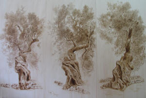 Quello che gli Ulivi ci dicono- trittico - cm. 183x125