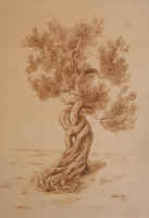Radici - cm.50x70 - coll. privata - Imola (BO)