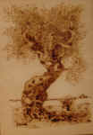 ulivi.jpg (83413 byte)