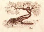 ulivoroma.jpg (150660 byte)
